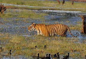 Tiger tourism ban lifted from Ranthambore National Park